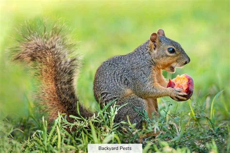 Can You Feed Oats to Birds? And Why Do Squirrels Always Look Like They’re Plotting Something?