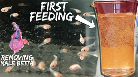 How Many Pellets to Feed Betta: A Dive into the World of Fish Nutrition and Beyond