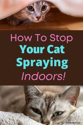 How Often Do Female Cats Spray: A Whisker-Twitching Mystery