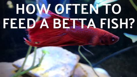 How Often Do You Feed a Betta Fish: A Dive into the Aquatic Enigma