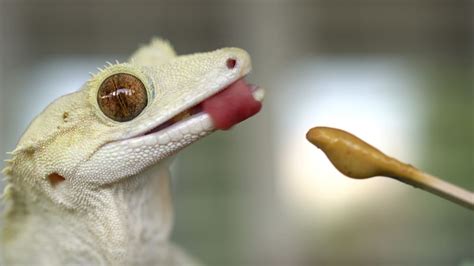 How Often Do You Feed a Crested Gecko, and Why Do They Sometimes Dream of Flying?