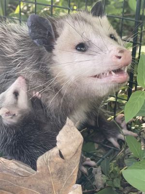 What to Feed Baby Possum: A Journey Through Culinary Chaos and Nutritional Nonsense