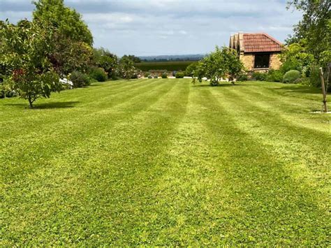 When Should You Use Weed and Feed on Your Lawn, and Why Do Cats Always Sit on Your Freshly Mowed Grass?